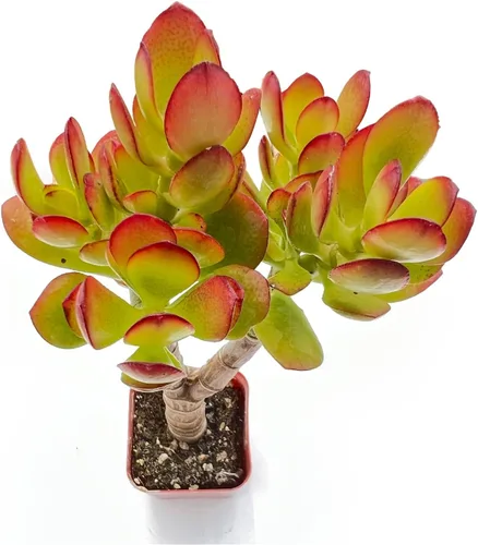 Vista 15 de Plantas suculentas vivas de 2 pulgadas, cactus con cono de pino, mini suculentas en maceta, planta de interior de fácil cuidado, regalos únicos