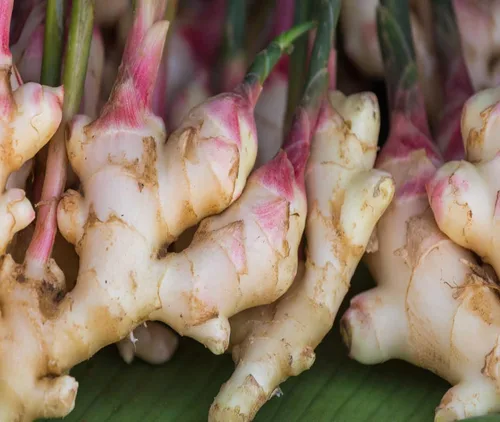 Vista 2 de FRESH HIMALAYAS Raíces de jengibre fresco orgánico 2 libras Snow Hill Himalayan Ginger - Producto del monte Everest Country, Nepal - Entrega