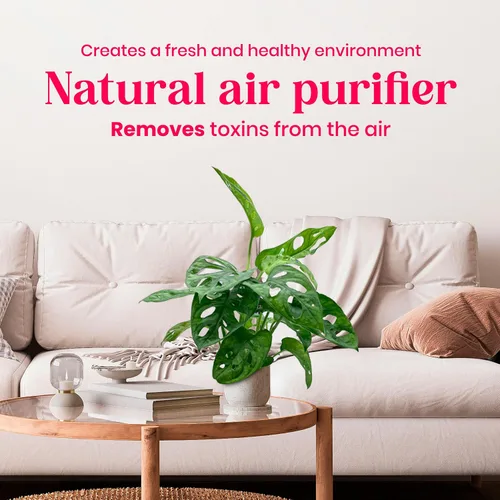 Vista 6 de BubbleBlooms Planta de queso suizo Monstera Adansonii, vive en una maceta de 4 pulgadas por BubbleBlooms