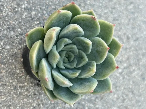 Vista 4 de Echeveria Alba Beauty Live Succulent Plant, 2 Inch Pot, Fully Rooted with Soil, Home and Office Decor or Gift