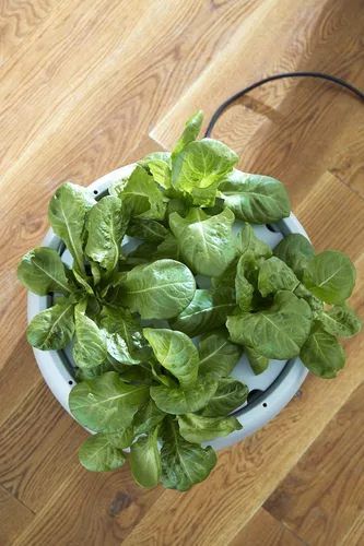 Vista 6 de Raíz granja jardín hidropónico sistema, Estándar