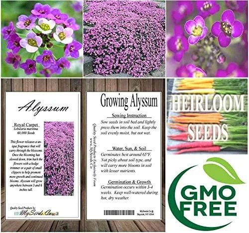 Vista 9 de MySeeds.Co - Paquete grande – (60,000 +) semillas de alfombra real Alyssum – Lobularia maritima fragante – Atrae abejas melíferas y mariposas