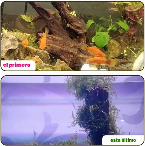 Vista 7 de Hamiledyi 5 piezas de madera flotante para acuario de 3.5-7 pulgadas, ramas de madera de deriva, accesorios de decoración de peceras Betta