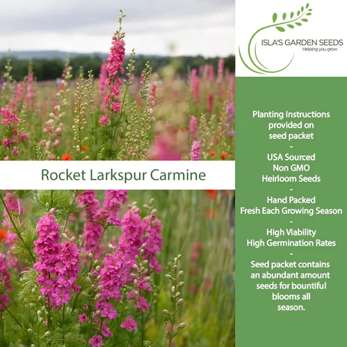 Vista 2 de Larkspur Rocket - Semillas de flores de carmín (Delphinium ajacis) – Más de 250 semillas sin OMG y reliquias de Isla's Garden Seeds, flores altas