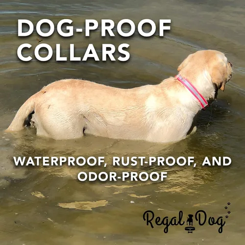 Vista 8 de Regal Dog Products Collar de perro reflectante negro pequeño con placa de nombre grabada personalizada y anillo central resistente Collares