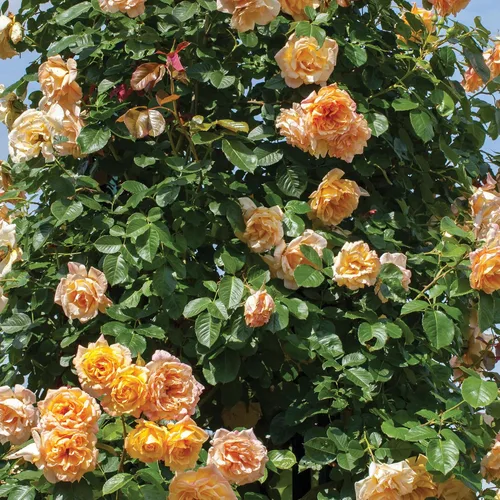 Vista 2 de Garden Sun Climbing Rose Bush - Flores de durazno albaricoque, raíz propia, planta de rosa viva en maceta de 1.5 galones Escalador fácil