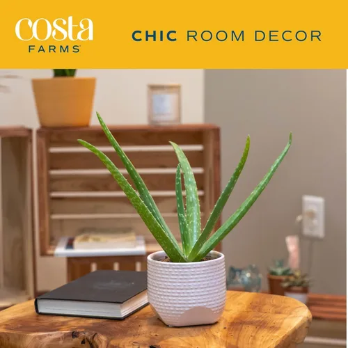 Vista 3 de Costa Farms Planta de aloe vera, suculenta viva, planta de interior de fácil cuidado en maceta de cultivo, purificador de aire de habitación, mesa