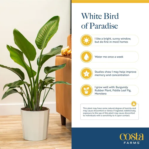 Vista 5 de Costa Farms White Bird of Paradise - Planta de interior viva, Strelitzia nicolai, planta tropical extra grande de 4 a 5 pies de alto, planta