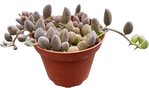 Vista 21 de Suculenta viva Sedum Adolphi 'Firestorm', 4 pulgadas, totalmente arraigada, fácil de cuidar