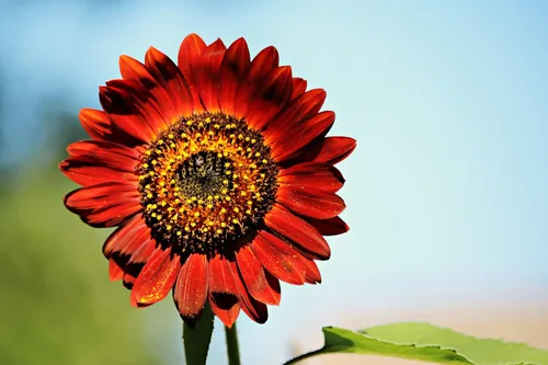 Vista 7 de 25 semillas de flor de girasol Helianthus annuus RED VELVET QUEEN