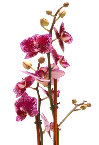 Vista 4 de DecoBlooms Orquídea morada prémium de 3 pulgadas (maceta moderna incluida), cultivada en los Estados Unidos, decoración del hogar con flores frescas