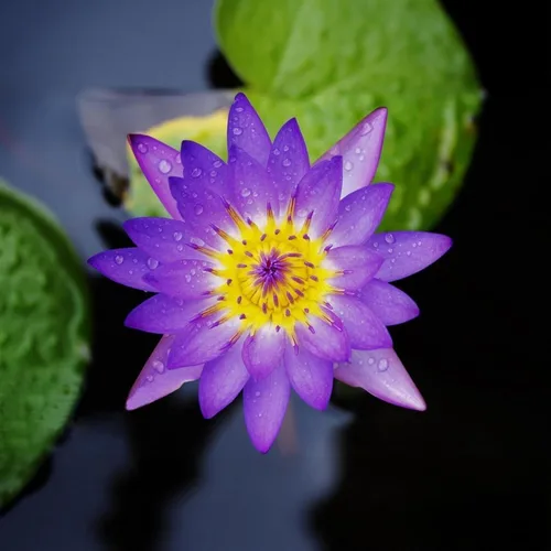 Vista 2 de 160 semillas de loto de colores mixtos para plantar, loto bonsái sin OMG, flor de lirio de agua, plantas acuáticas de fácil cultivo para estanques