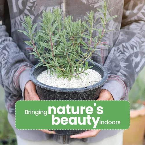 Vista 4 de American Plant Exchange Lavanda Inglesa – 6 Pulgadas con Maceta – Planta de Hierba Aromática Floreciente Viva, Vegetación Aromática Comestible