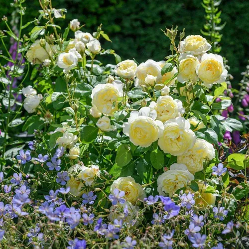 Vista 4 de Heirloom Roses Rose Bush - Vanessa Bell David Austin Rosa amarilla para jardinería al aire libre Moderately Fragrant, Repeat Blooming,For Outdoor