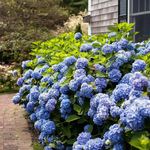 Vista 3 de Endless Summer Hortensia Original, 1 galón