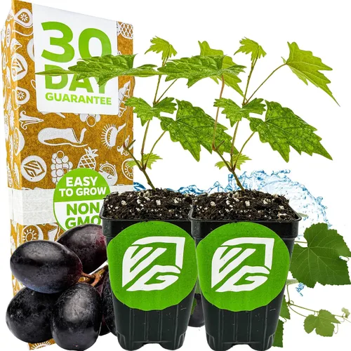 Vista 18 de Alachua Muscadine Grape Vine (paquete de 1) Planta viva por Wellspring