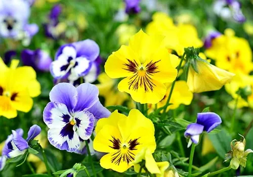 Vista 4 de Mezcla de semillas de bambú de viola multicolor, más de 50 semillas para plantar sin OMG