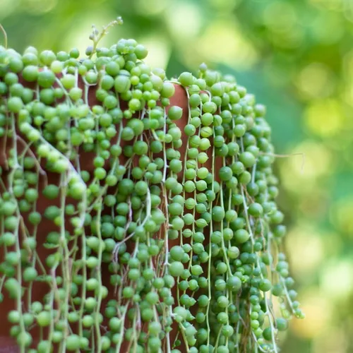 Vista 2 de Planta de cadena de perlas vivas para plantar, maceta de cadena de perlas, planta de cadena de perlas vivas, completamente enraizada, planta