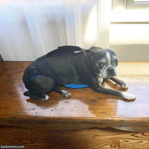 Vista 3 de Pañal negro para perro, XXL, con orificio para la cola, fabricado en Estados Unidos