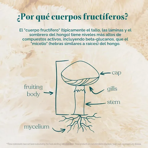 Vista 4 de True Grace Mushroom Lion's Mane Brain, Nervio & Cognitive Support - 60 cápsulas - Orgánico