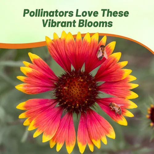 Vista 6 de Outsidepride Gaillardia Pulchella - Semillas de manta india roja para plantar, semillas de flores anuales de 1/4 libras, tolerantes al calor