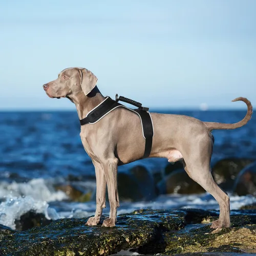 Vista 7 de MASBRILL Arnés con luz para perro, arnés iluminado para perro, recargable, sin tirones, arnés ajustable con luz LED para perros pequeños, medianos