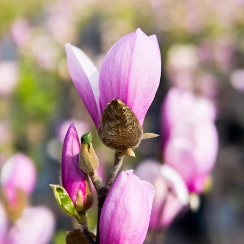 Vista 5 de Perfect Plants Jane Magnolia - Árbol de 1 galón, planta viva