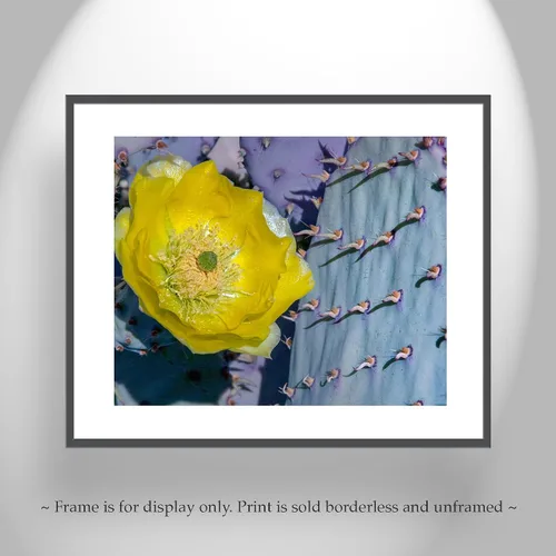 Vista 4 de Blue Prickly Pear Purple Cactus Art Print with Spring Blossom!