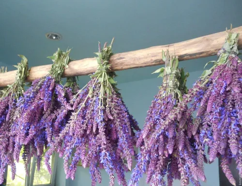 Vista 3 de Salvia de jardín (Salvia Officinalis) Hierbas sin OMG para plantar