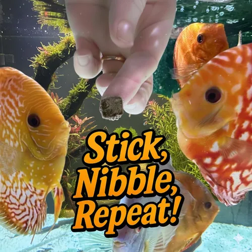 Vista 3 de Super Cichlid Alimento de pescado liofilizado para gusanos negros (0.53 oz)