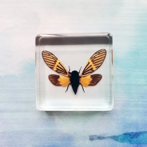 Vista 7 de Especímenes reales de cigarras en resina, pisapapeles artesanales, colección de taxidermia de animales para educación científica y adorno de cicada