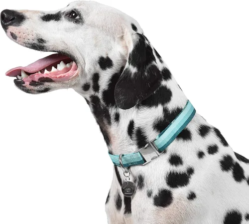 Vista 8 de Now House for Pets de Jonathan Adler Jonathan Adler: Collar de croma verde Now House, pequeño Manera elegante y moderna de mantener a tu perro