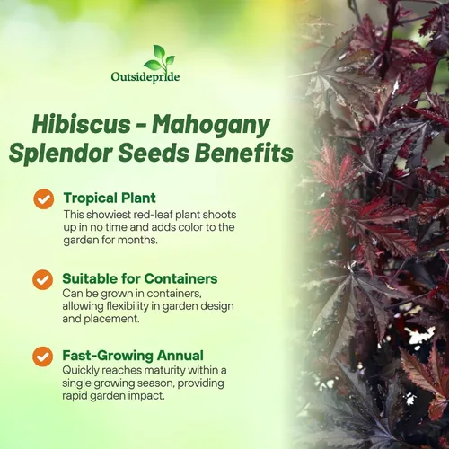 Vista 3 de Outsidepride Semillas de hibisco esplendor de caoba – 20 piezas de semillas de flores perennes para plantar polinizadores, follaje elegante y denso