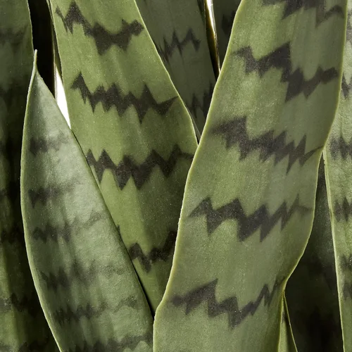 Vista 9 de Nearly Natural Sansevieria - Planta artificial de serpiente de 48 pulgadas, decoración de interior y oficina con maceta para sala de estar