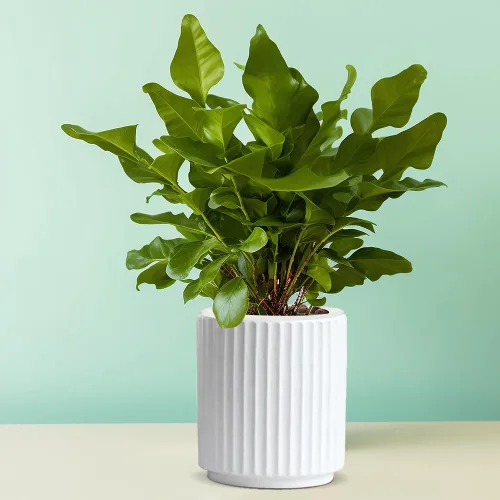 Vista 7 de MUZHI Macetero de cerámica blanca de doble capa con platillo, macetas de orquídeas con agujeros de 4.6 pulgadas, juego de 2, moderna maceta Blanco