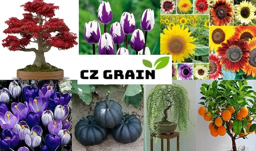 Vista 3 de Mezcla de semillas suculentas, más de 30 semillas, mezcla de especies de Echeveria, enviados desde Iowa, EE. UU. - Cultiva cactus suculentos exóticos