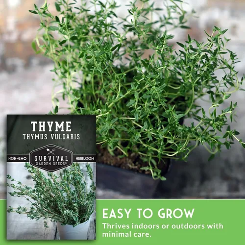 Vista 4 de Semillas de tomillo para plantar en interiores o exteriores, semillas de tomillo inglés (Thymus Vulgaris) para jardines de hierbas del hogar
