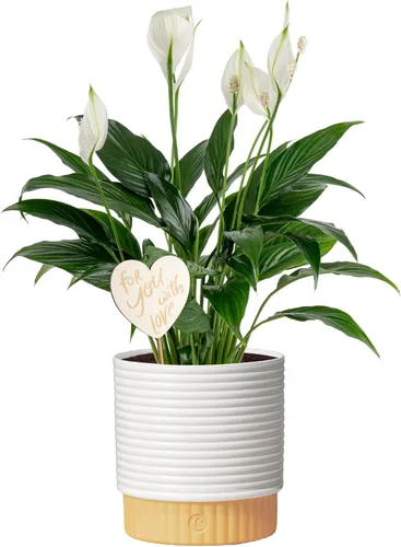 Vista 14 de Costa Farms - Lirio de paz Spathiphyllum, planta viva