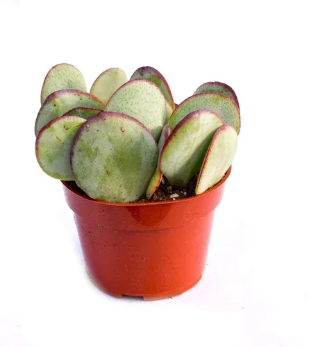 Vista 7 de Planta suculenta crassula viva - Suculenta crassula de 4 pulgadas totalmente arraigada (Crassula Gollum)