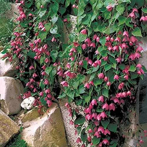 Vista 2 de Park Seed s Rhodochiton Atrosanguineum Purple Bell Vine