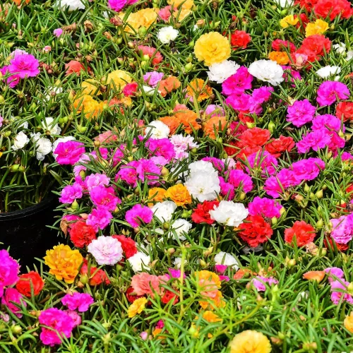 Vista 3 de 4 plantas Portulaca de rosa musgo, 4-8 pulgadas de alto, planta viva