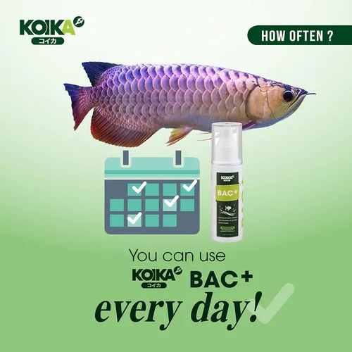 Vista 5 de KOIKA BAC+ Probióticos para acuarios, estimulantes de la inmunidad, resistencia a enfermedades y mejoran el sistema digestivo (BAC+,3.6 fl oz)