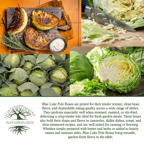 Vista 7 de Blue Lake Pole - Semillas de frijol para plantar, más de 50 semillas de frijoles verdes tradicionales por paquete, semillas de jardín de Isla