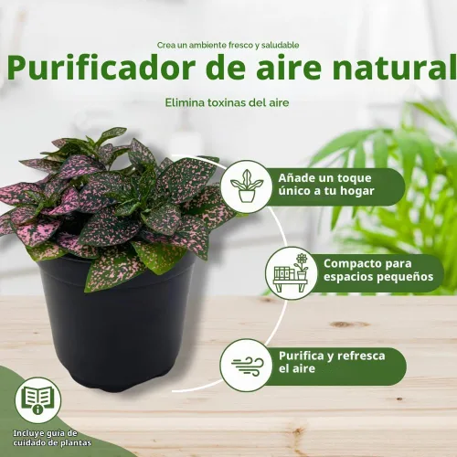 Vista 8 de BubbleBlooms Pink Hypoestes Phyllostachya en una maceta de 4 pulgadas con diseño de lunares