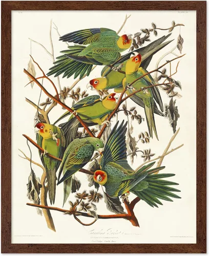 Vista 69 de Poster Master Póster vintage de James Audubon – Impresión retro de amargo americano – Arte de aves de América – Regalo para hombres, mujeres