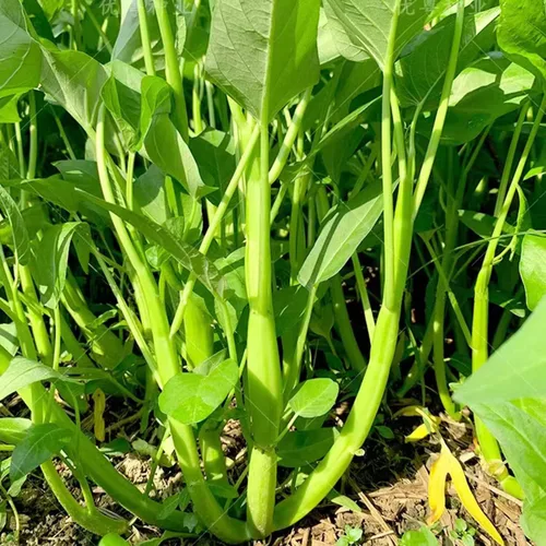 Vista 5 de Más de 2000 semillas de vegetales Kong Xin CAI Agua, espinacas Kangkong, deliciosas semillas de vegetales para plantación de hojas verdes, jardín
