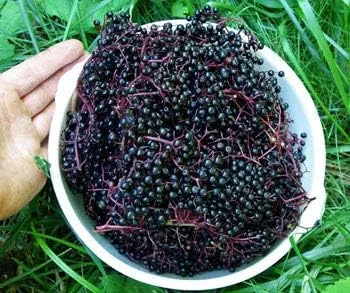 Vista 3 de Sambucus nigra: Semillas de saúco europeo