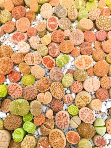 Vista 6 de Lithops - Mezcla de semillas recién cosechadas, paquete de 50 semillas