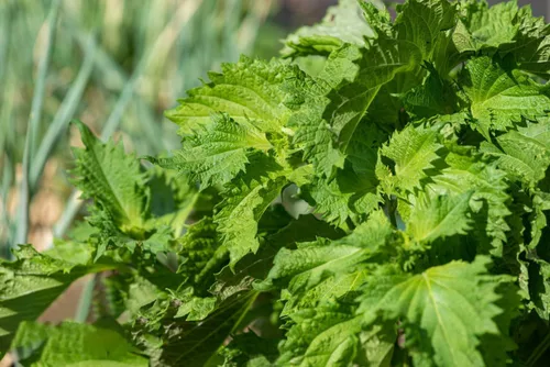Vista 4 de Semillas Shiso, paquete de más de 1500 semillas de perilla para plantar