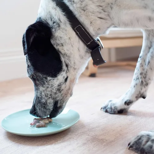 Vista 6 de Suplemento articular para perros, gatos y mascotas - Ayuda a mejorar la digestión y la salud del pelaje, reduce la inflamación, vitaminas para gatos